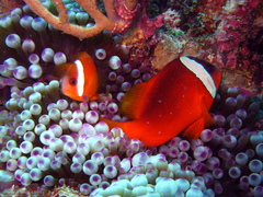 Amphiprion barberi