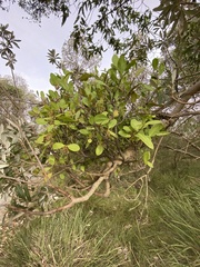 Muellerina celastroides
