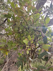 Muellerina celastroides