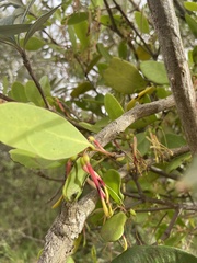 Muellerina celastroides
