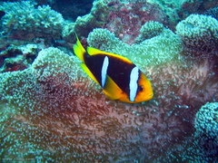 Amphiprion chrysopterus