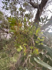 Muellerina celastroides