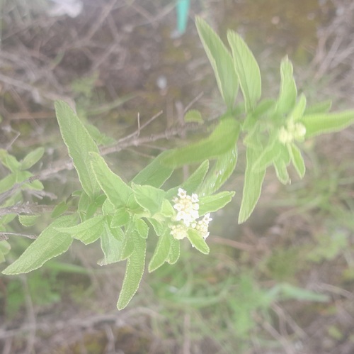 Rehmann-Lippia
