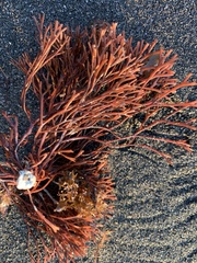 Melanthalia abscissa