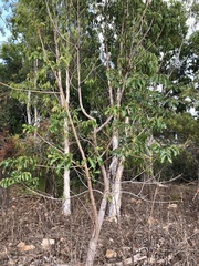 Canarium australianum