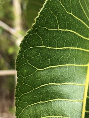 Canarium australianum