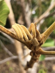 Canarium australianum