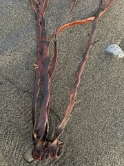 Carpophyllum maschalocarpum