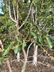 Canarium australianum