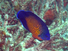 Centropyge bispinosa