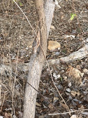 Canarium australianum