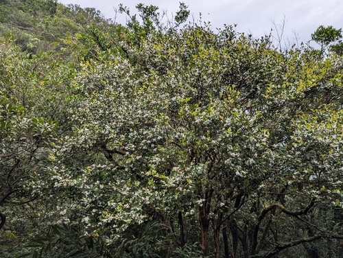 Camellia brevistyla (Camellia brevistyla)