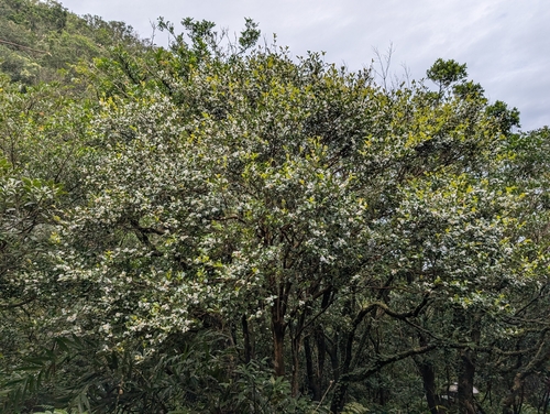 Camellia brevistyla, photograph 1