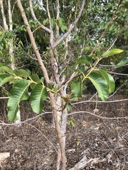 Canarium australianum