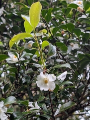 (c) Francisca Wu, some rights reserved (CC BY) Camellia brevistyla, photograph (c) Francisca Wu, some rights reserved (CC BY)