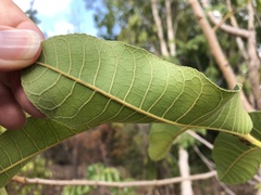 Canarium australianum
