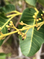 Canarium australianum