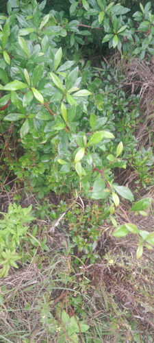 Climbing Star-Apple
