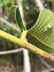 Canarium australianum