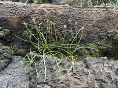 African wild garlic (Prototulbaghia)