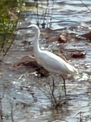 Little Egret