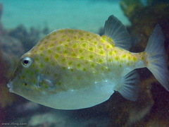 Anoplocapros inermis