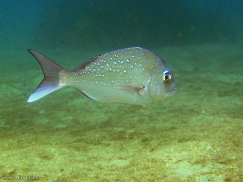 Australasian Snapper, photo 2 of 10