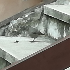 Phoenicurus ochruros