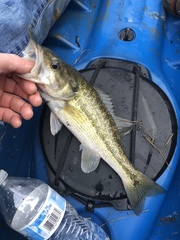 Micropterus henshalli