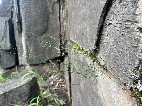 Fine African Squill (Drimia intricata)