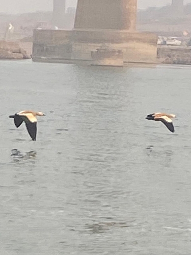 Ruddy Shelduck