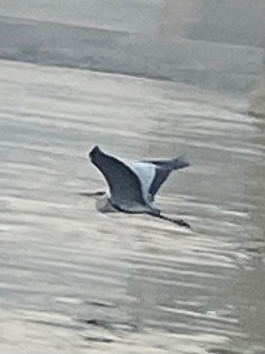 Western Grey Heron