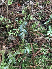 Tmesipteris tannensis