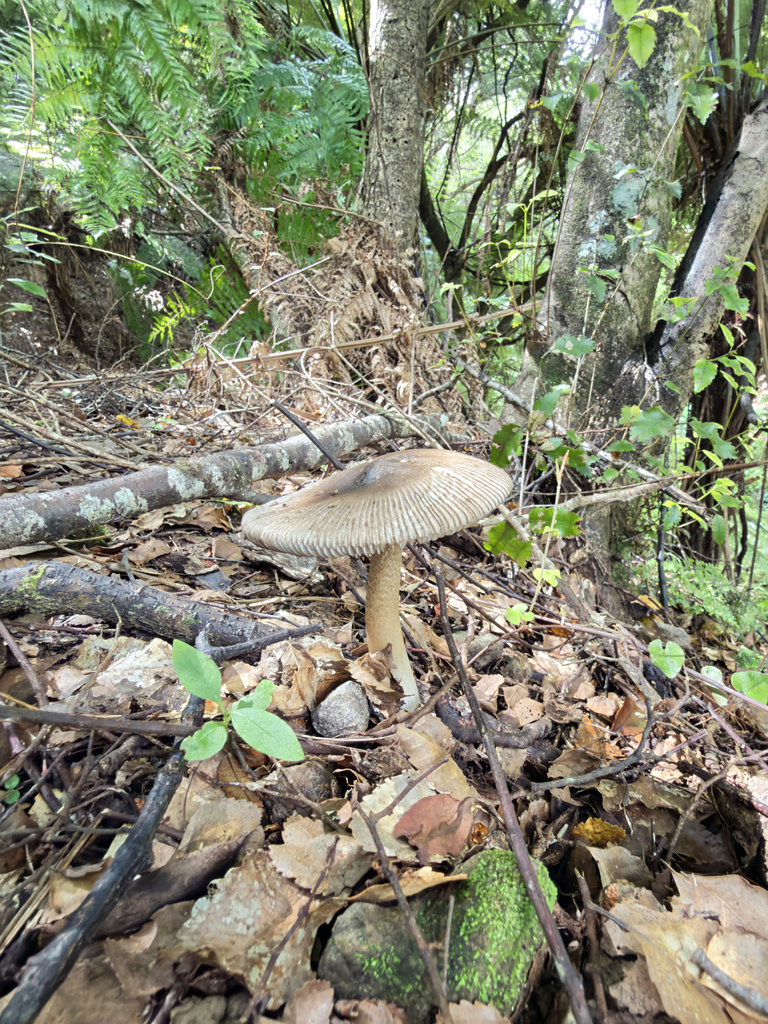 Amanita pekeoides · December 2025 · photo: © jeremy_rolfe (iNaturalist, cc-by)