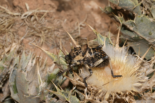 Eugaster spinulosa