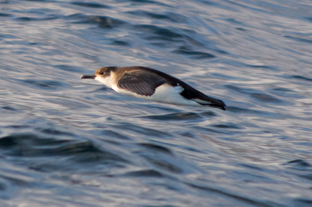 Manx shearwater gliding low over rippled water