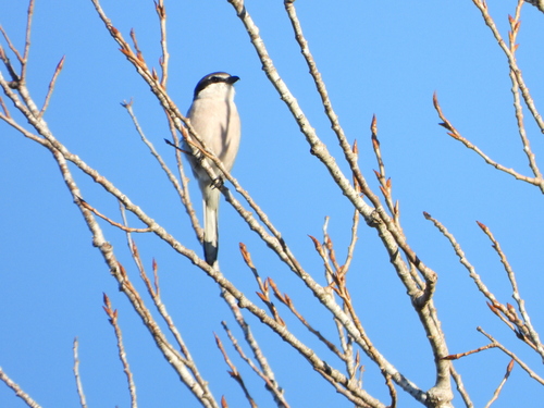 Alcaudón real (Lanius meridionalis)