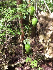 Adenia olaboensis image