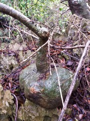 Adenia olaboensis image