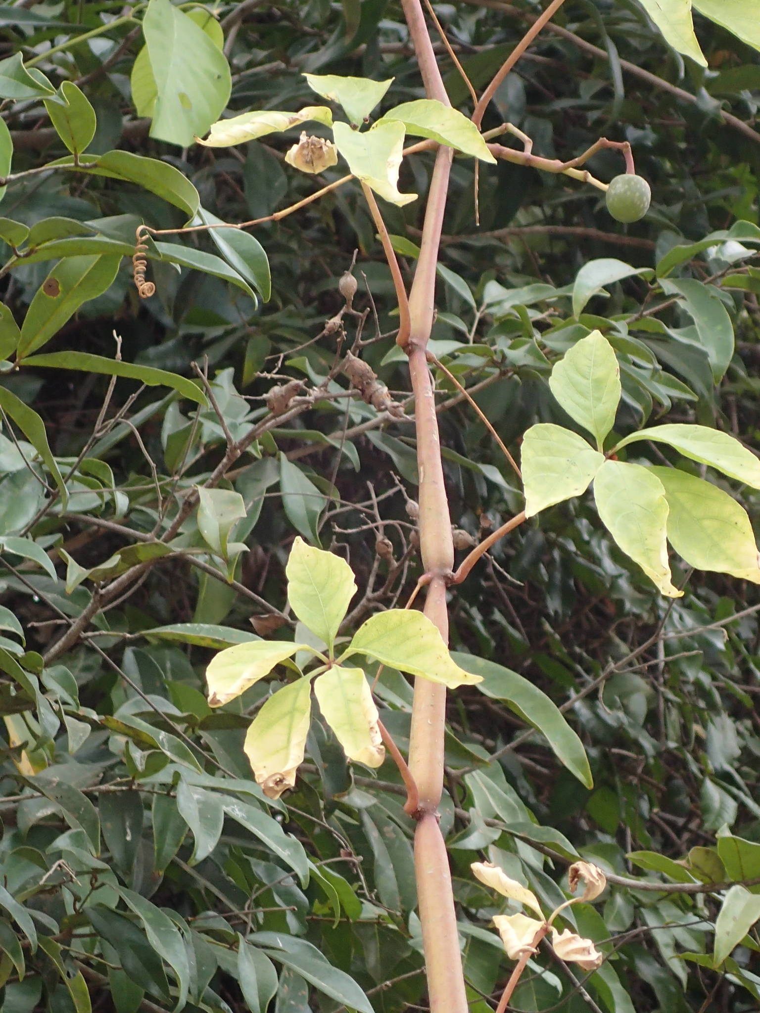Imagem de Cipó-uva
