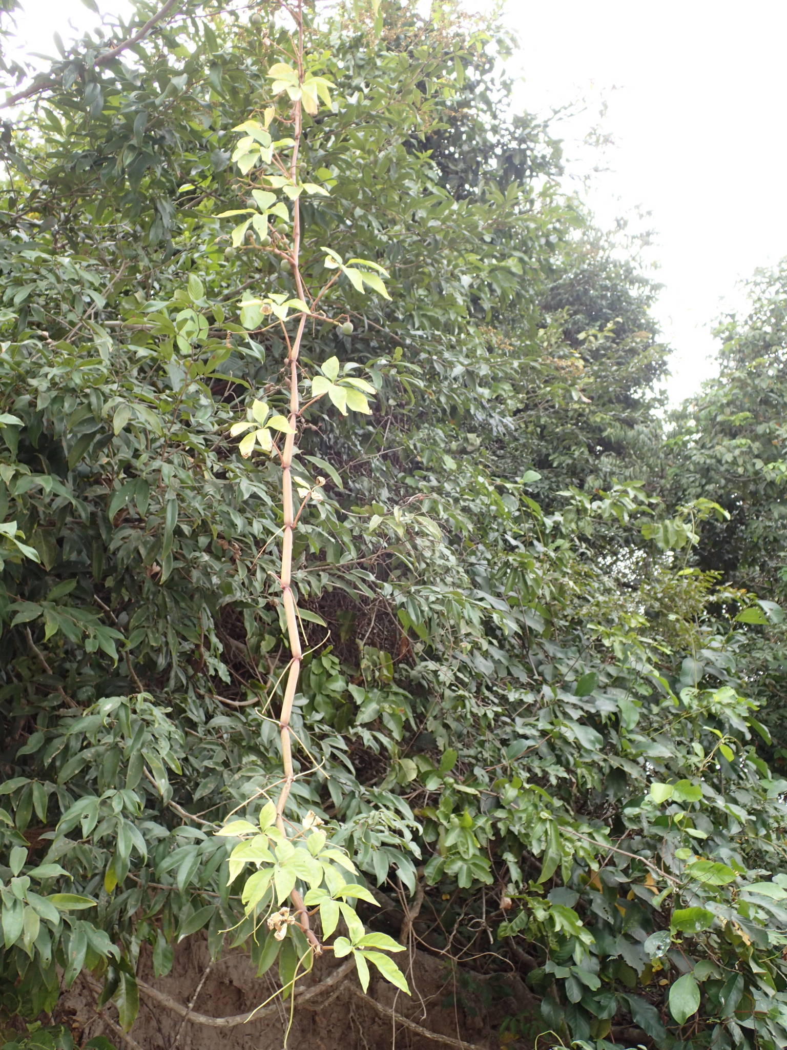 Imagem de Cipó-uva