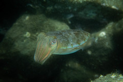 Sepia plangon