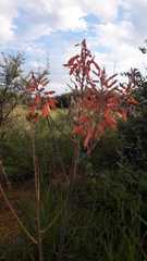 Aloe braamvanwykii