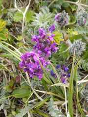 Oxytropis erecta