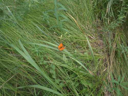 Photo of Scarce Copper (Lycaena virgaureae)