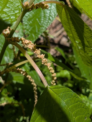 Boehmeria virgata observed 2025-12-20