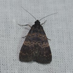 Hydrillodes uliginosalis