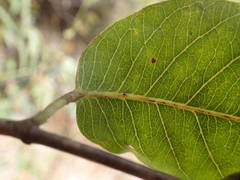 Saba senegalensis image