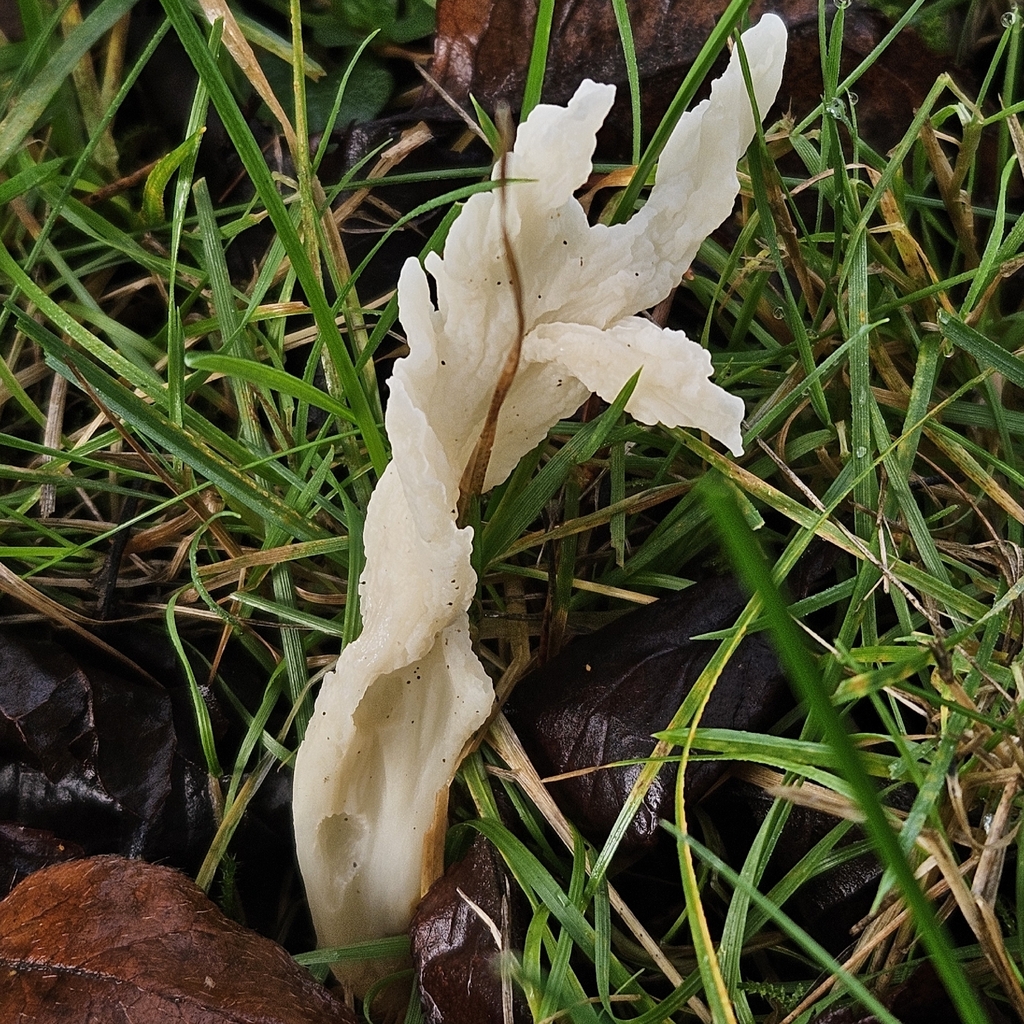 Clavulina rugosa · December 2025 · photo: © tser (iNaturalist, cc-by)