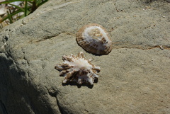 Scutellastra granularis